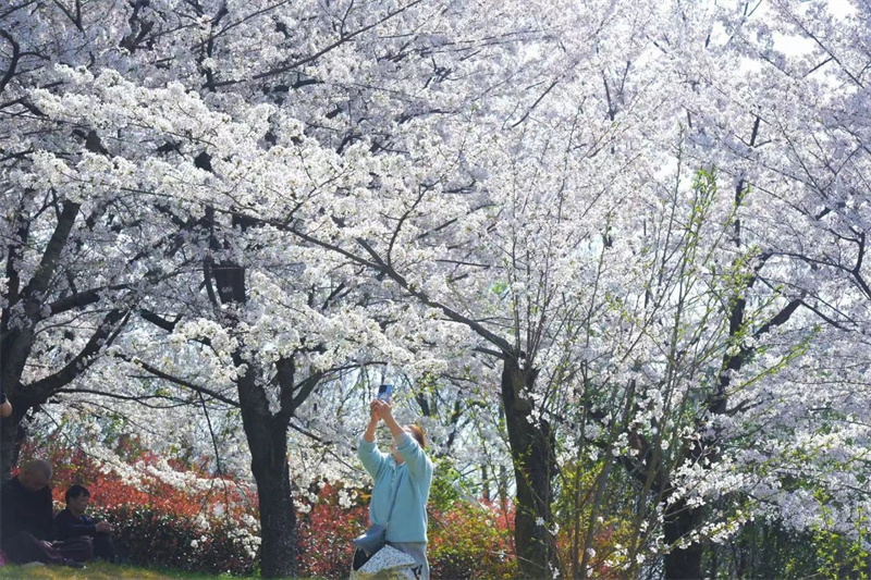 1766657556266052976.jpg W020250327340971557682.jpg