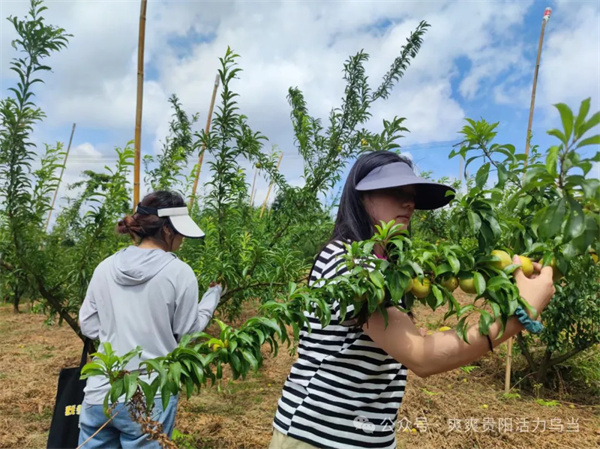 Family farms add vitality to village in Wudang