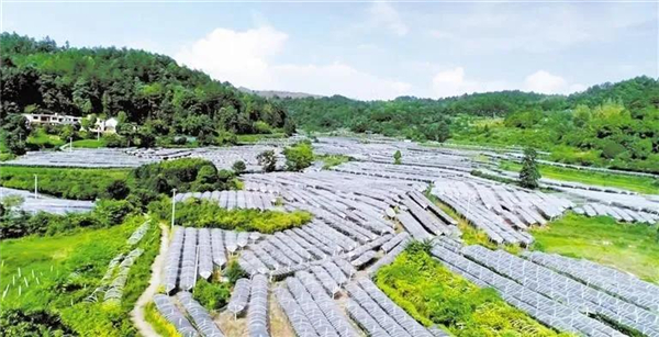 Modern agriculture drives Wudang rural vitalization