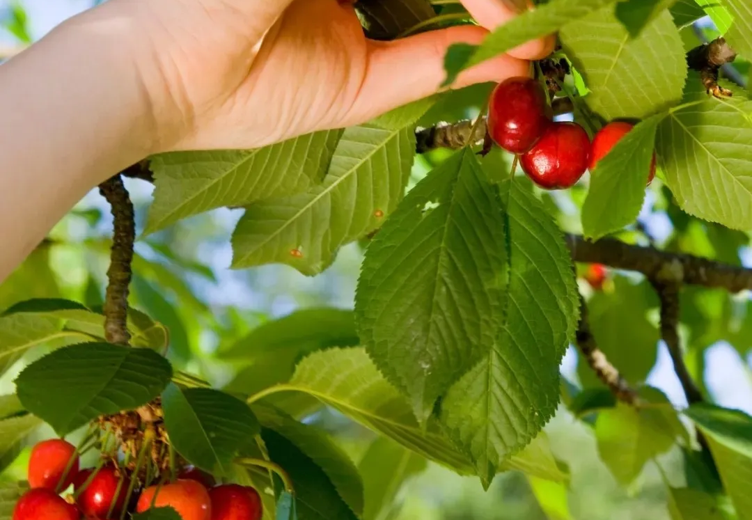 Wudang district to host cherry festival