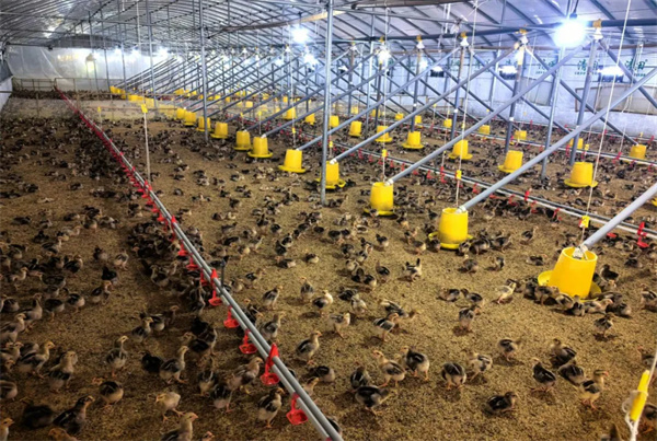 Xifeng adds 77,000 sq m of broiler chicken farming facilities