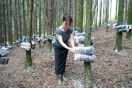 Under-forest economy boosts rural development in Xifeng