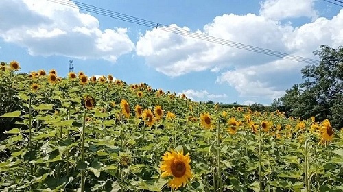 Village in Xiuwen embraces a sea of sunflowers