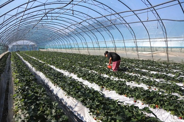 1764924278653011667.jpg W020251125335372678985.jpg