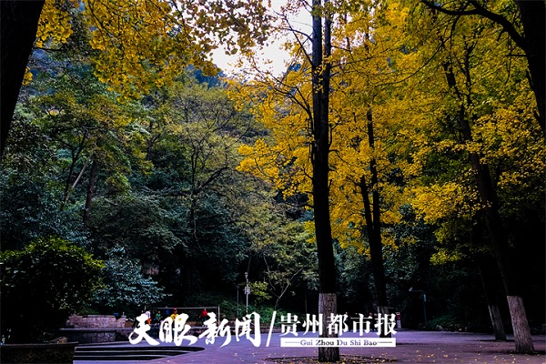 Ginkgo trees provide stunning scenery at Qianling Mountain Park 