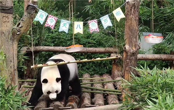 Celebrations mark birthdays of giant pandas in Guiyang