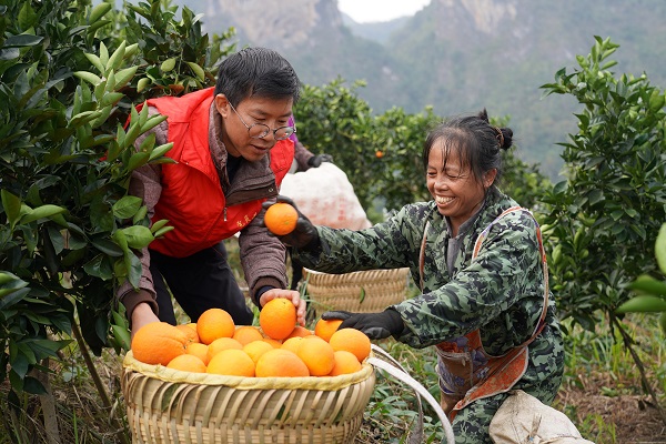 志愿者在顶访村脐橙基地帮农户采摘脐橙(韦晴摄).jpg