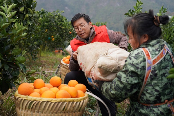志愿者在顶访村脐橙基地帮农户搬运脐橙 ((韦晴摄)).jpg