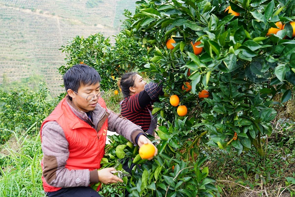 党员志愿者在顶访村脐橙基地帮农户采摘脐橙 1(韦晴摄).jpg