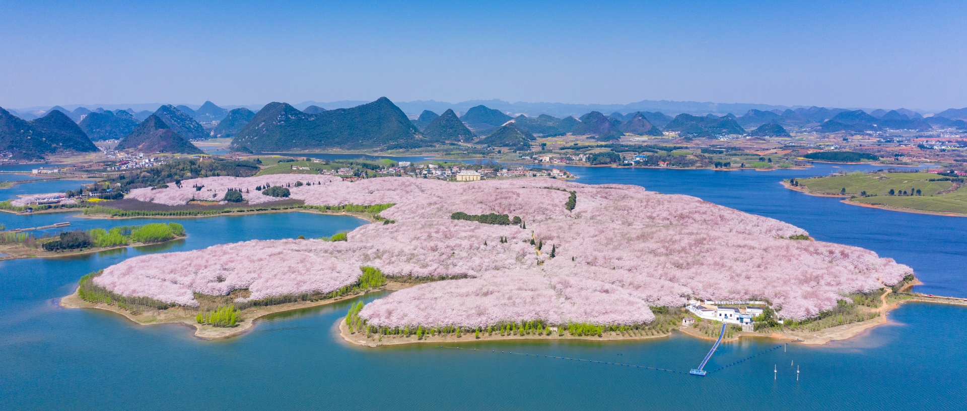 Cherry blossoms come to life in Gui'an