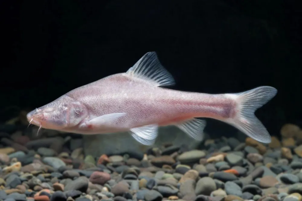 New fish species discovered
