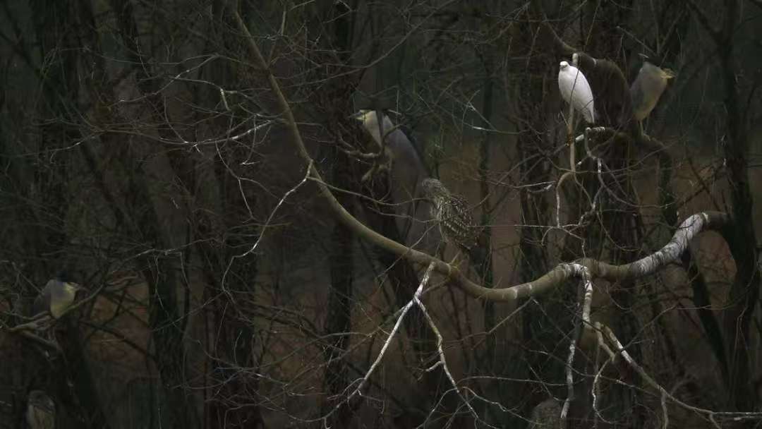 Wintering birds arrive at Hongfeng Lake