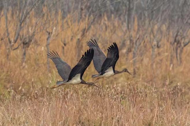 Black Stork first discovered in Gui'an