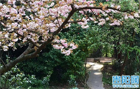 Cherry blossom festival opens at Guiyang botanical garden