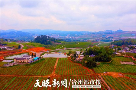 Guiyang, Guian focus on high-quality vegetable production