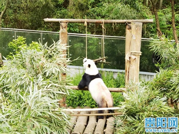 Pandas celebrate May Day in Guiyang