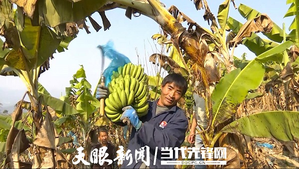 Guizhou village increases incomes through banana planting