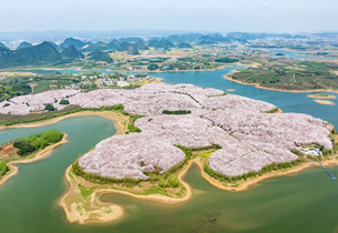 Cherry blossoms adorn Guian, Guizhou province