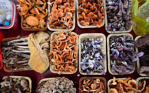 Mushroom industry burgeons in Guizhou