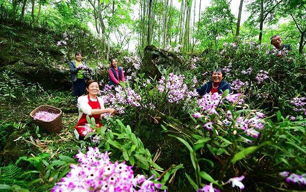 Forestry derived economy boosts green development in Guizhou