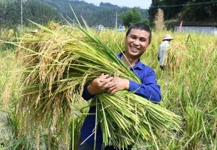Giant rice yield high in Guizhou