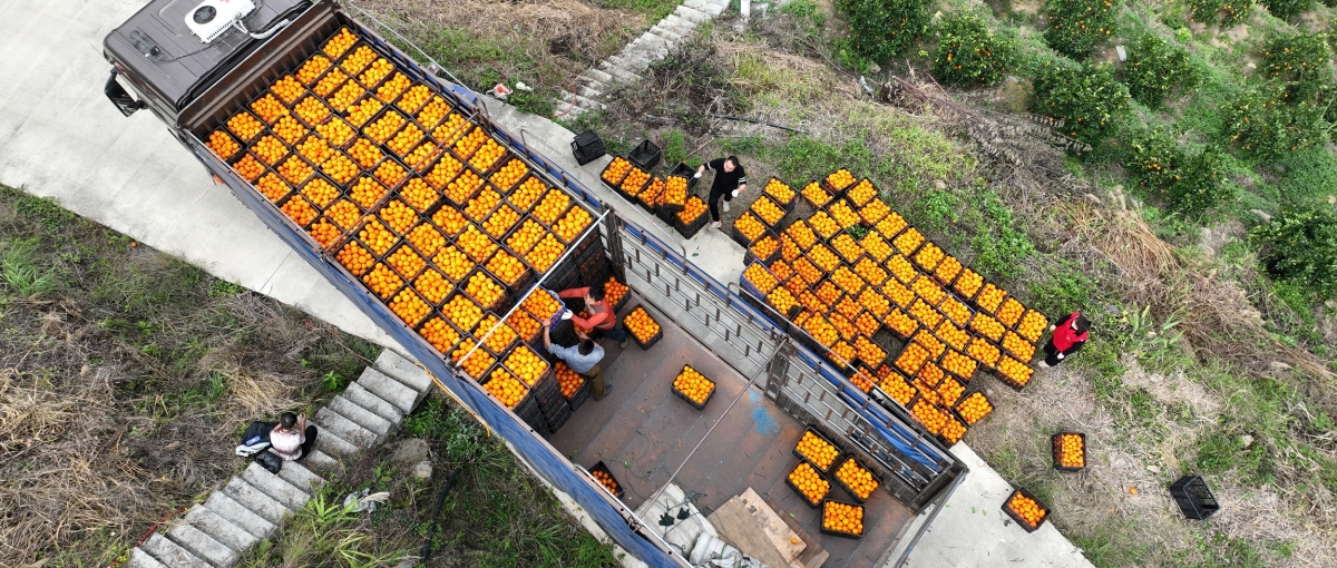 Farmers harvest navel oranges in Guizhou