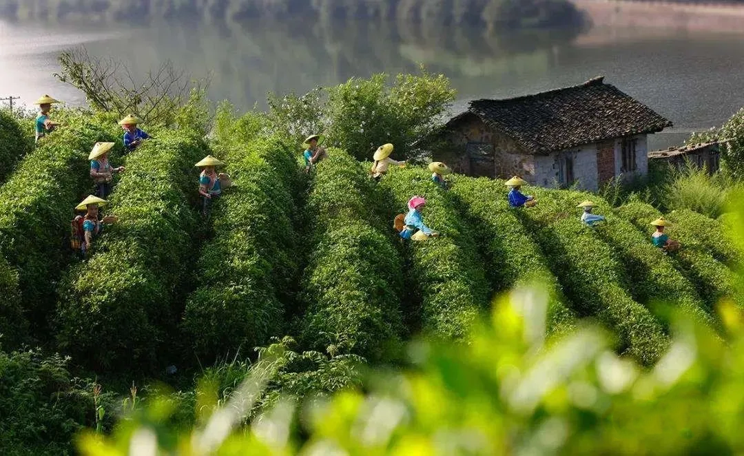 Guizhou offers free training for tea farmers