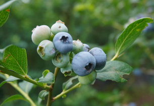 Blueberries contribute to green agricultural development in Guizhou