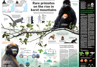 Rare primates on the rise in karst mountains