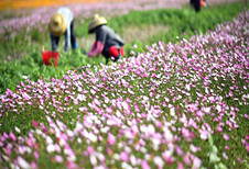 In pics: Qiongbei grassland in south China's Hainan