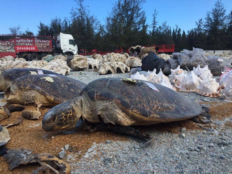 Tons of aquatic wildlife products destroyed in Hainan