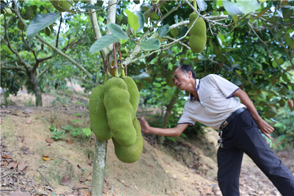 Hainan Ledong cultivates recognition of its fruit brands