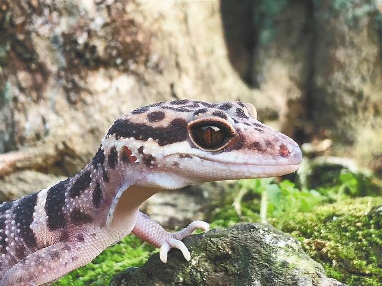 New gecko species found in Hainan