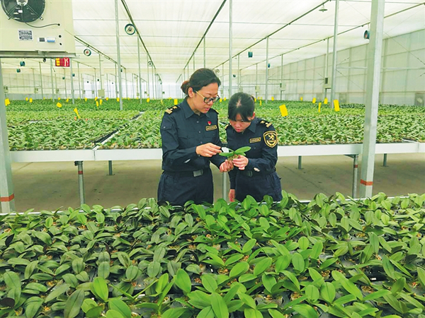 Hainan's butterfly orchids exported to US 