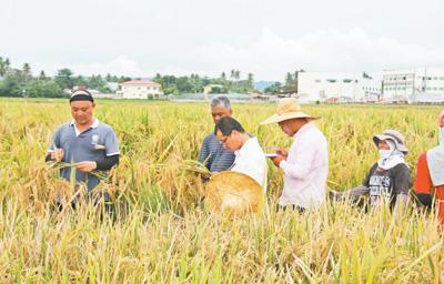 Hybrid rice promises stable food supply for Philippines