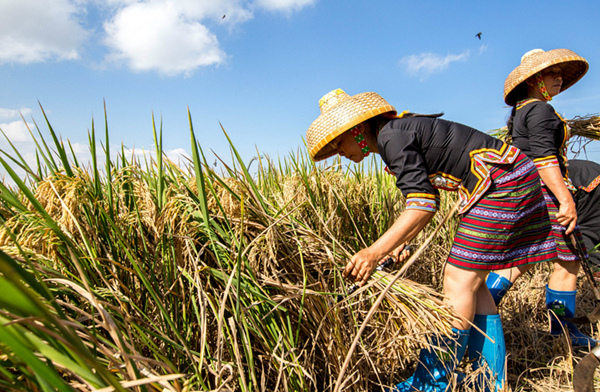 Hainan's hybrid seeds sprout along Belt, Road