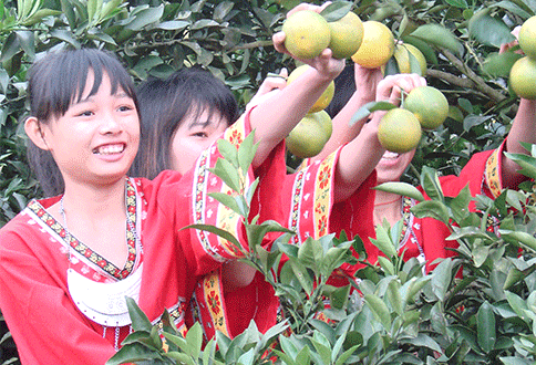 Tropical agriculture bears fruit for farms