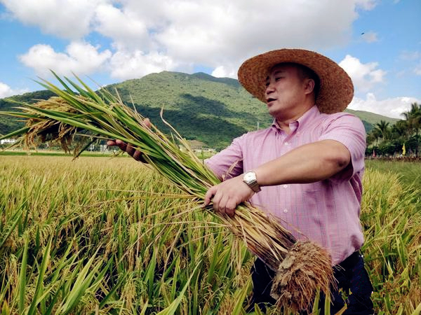 Hainan rice yield record broken in Sanya 