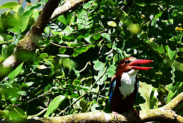 Rare bird specimens discovered at Hainan's forest park 