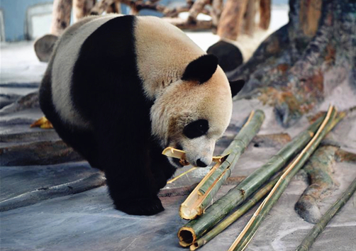 Hainan's first panda settlers make debut