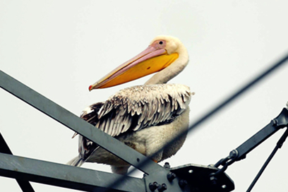 Great white pelicans visit Hainan