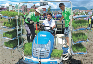 Hybrid rice seeds yielding hope