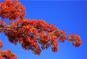 Flame trees in full bloom at Yalong Bay Tropical Paradise Forest Park