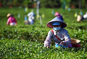 Workers harvest spring tea after resumption of work in Hainan