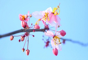 Cherry blossoms bloom in Hainan