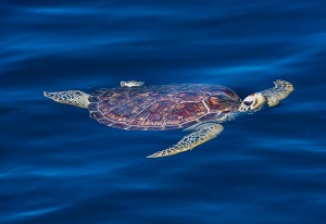 Sea turtles released back to sea in Lingshui
