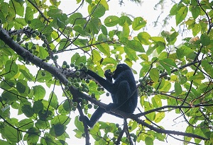 Hainan hosts intl symposium on gibbon conservation