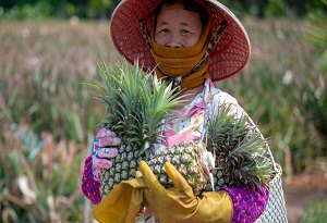 Bumper harvest of Hainan pineapples headed for markets nationwide