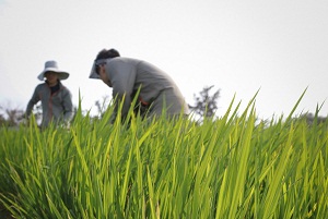 Researchers breeding 'sea rice' to feed millions