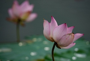 Lotus flowers in full bloom in Qionghai